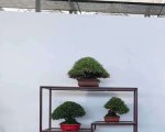 �ڶ����й���СƷ�辰��չ��Ʒȫ��29