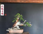 辰 5