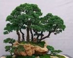 ˮ辰 8