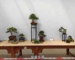 �ڶ����й���СƷ�辰��չ��Ʒȫ��20