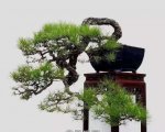 ʽ辰 9