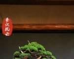 辰 6
