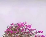 辰 11