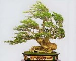 辰 7