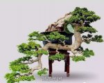 ʽ辰 8