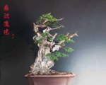 辰 3