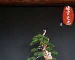 辰 2