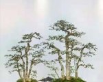 ˮ辰 2