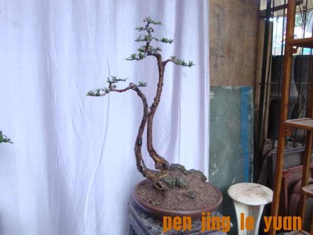 DSC05240.JPG