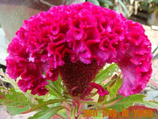 DSC00001.JPG