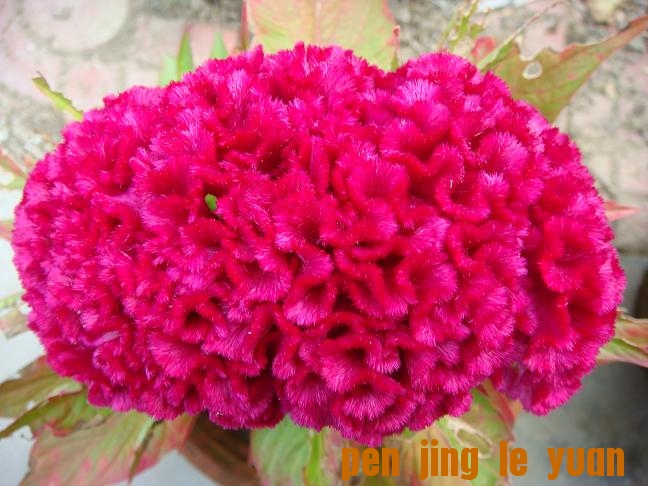 DSC00002.JPG