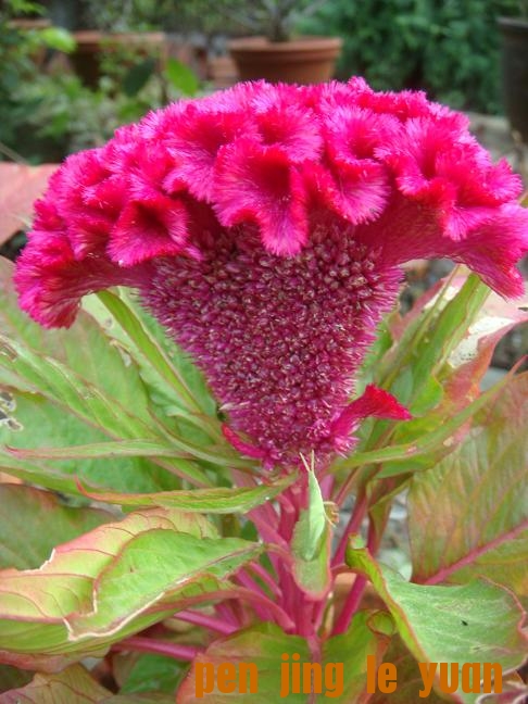 DSC09829.JPG