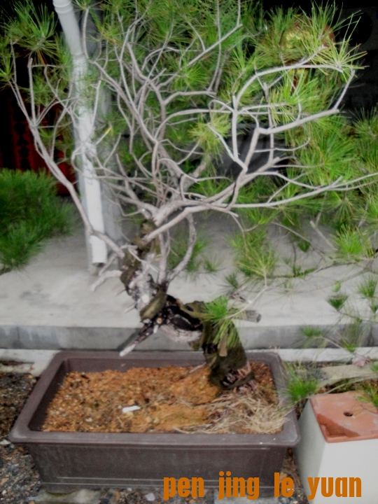 DSC07336.JPG