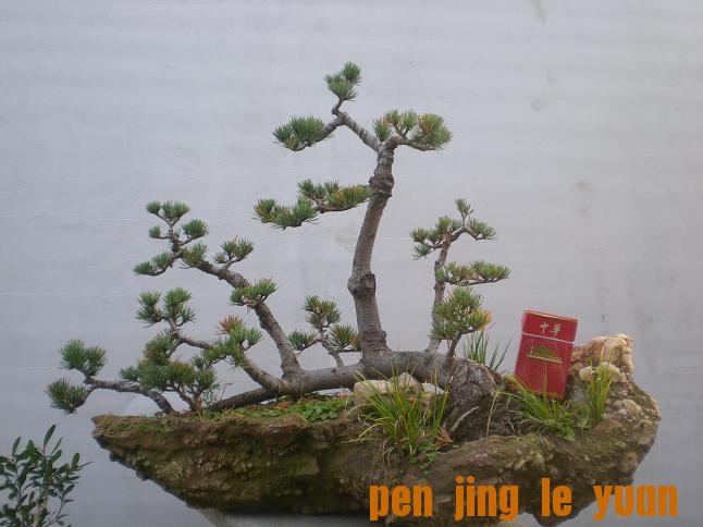 2011��10��14��С԰�գ�1�� 020.jpg