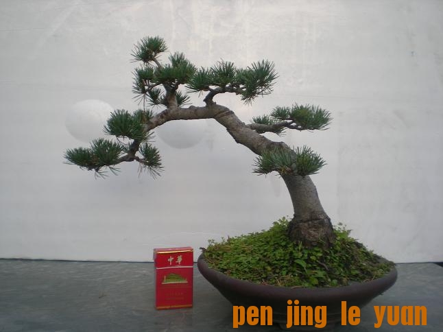 2011��10��14��С԰�գ�1�� 034.jpg