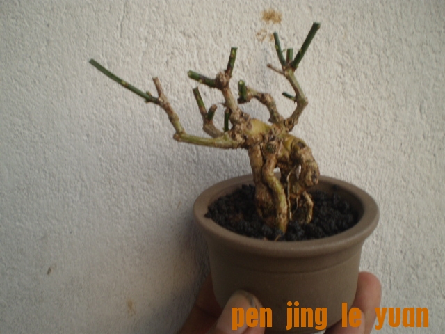 PA050397.JPG