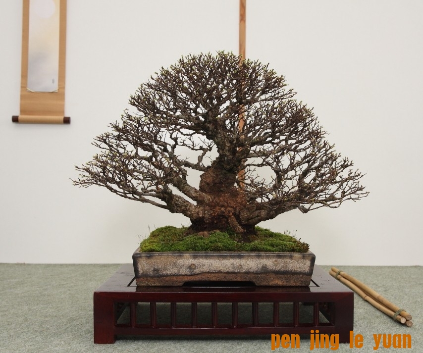 BSA Shohin Off 2011 006.jpg