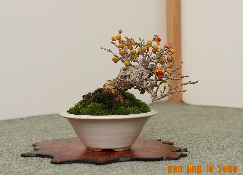 BSA Shohin Off 2011 024.jpg