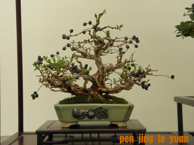 BSA Shohin Off 2011 025.jpg