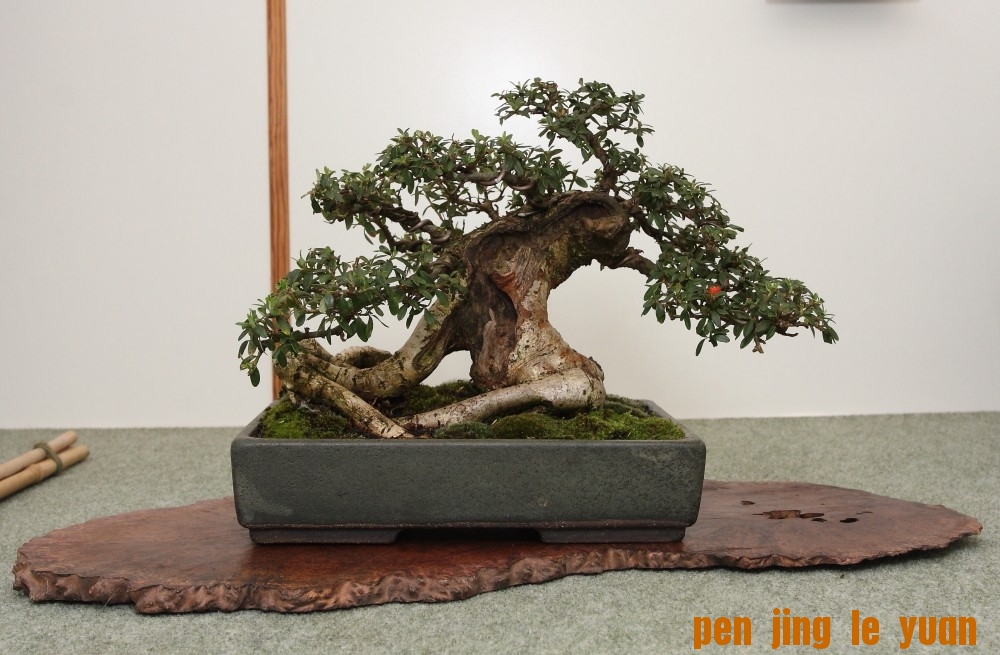BSA Shohin Off 2011 029.jpg