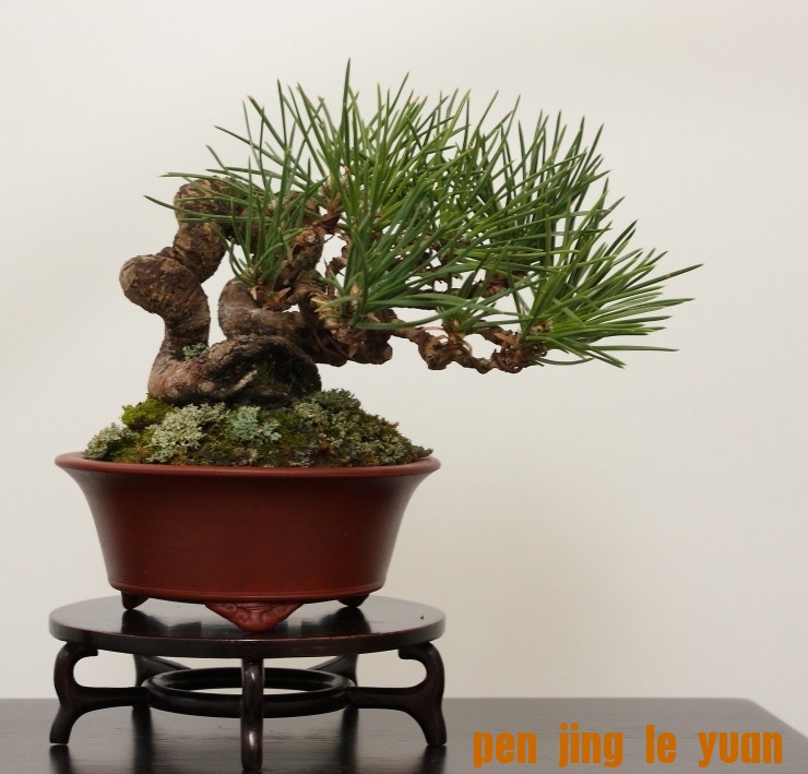 BSA Shohin Off 2011 045.jpg