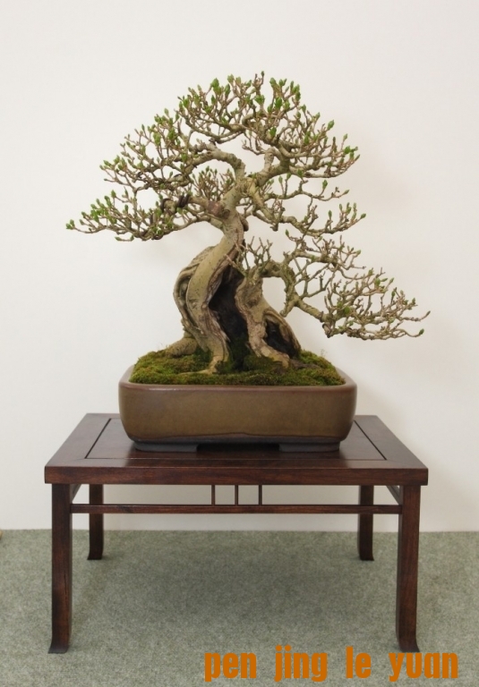 BSA Shohin Off 2011 047.jpg