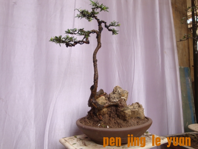 DSC05300.JPG