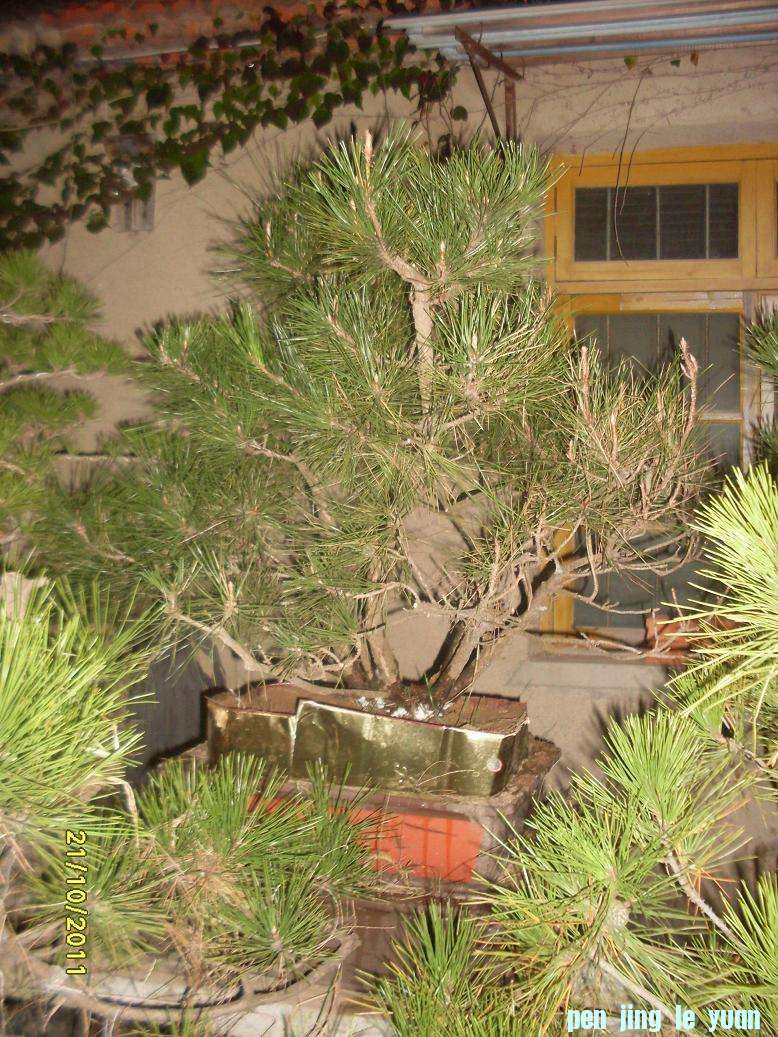 SDC10485.JPG