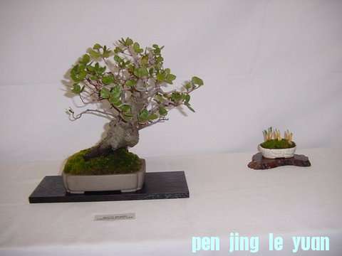 DSC00402.jpg
