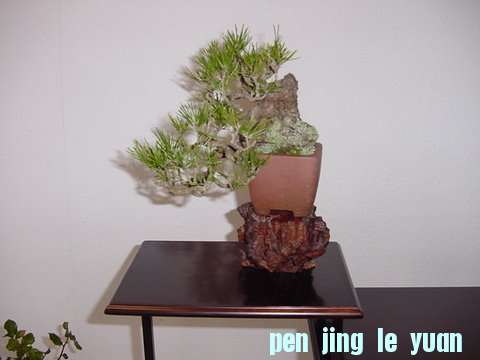 DSC00419.jpg