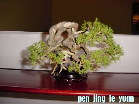 DSC00424.jpg
