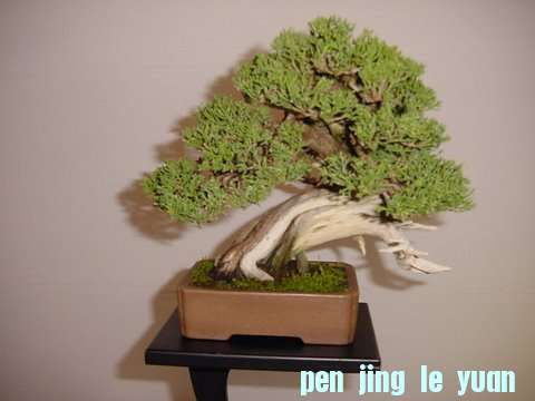 DSC00421.jpg