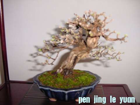 DSC00425.jpg