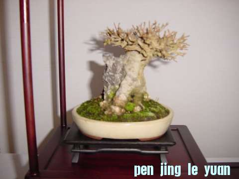 DSC00432.jpg