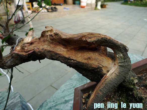 P1020112.JPG
