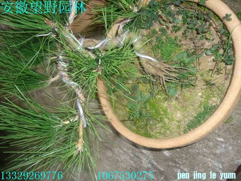 DSC02684.jpg