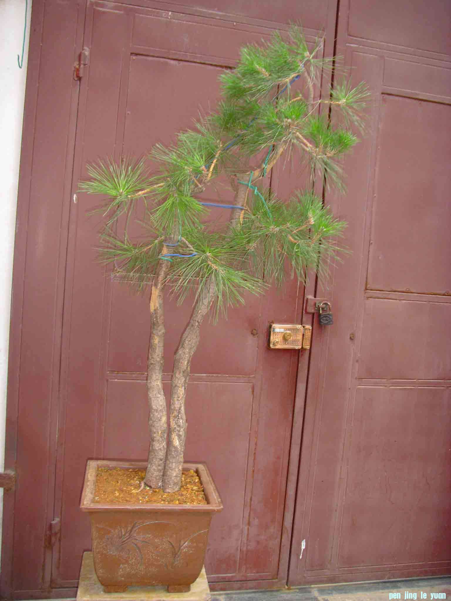 SDC12351.JPG