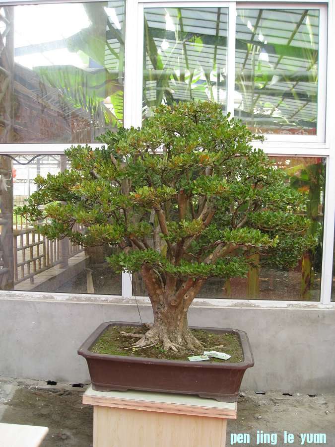Ƭ 008.jpg