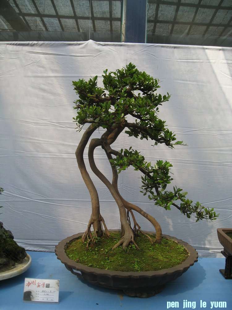 Ƭ 027.jpg
