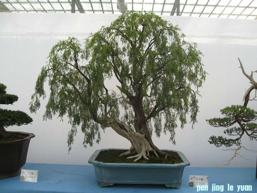 Ƭ 042.jpg