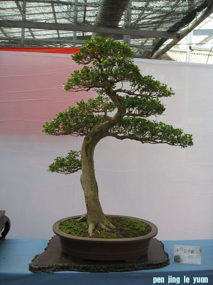 Ƭ 066.jpg