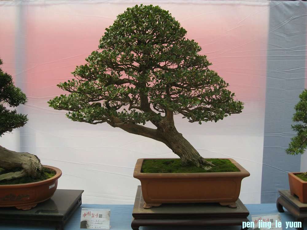 Ƭ 078.jpg