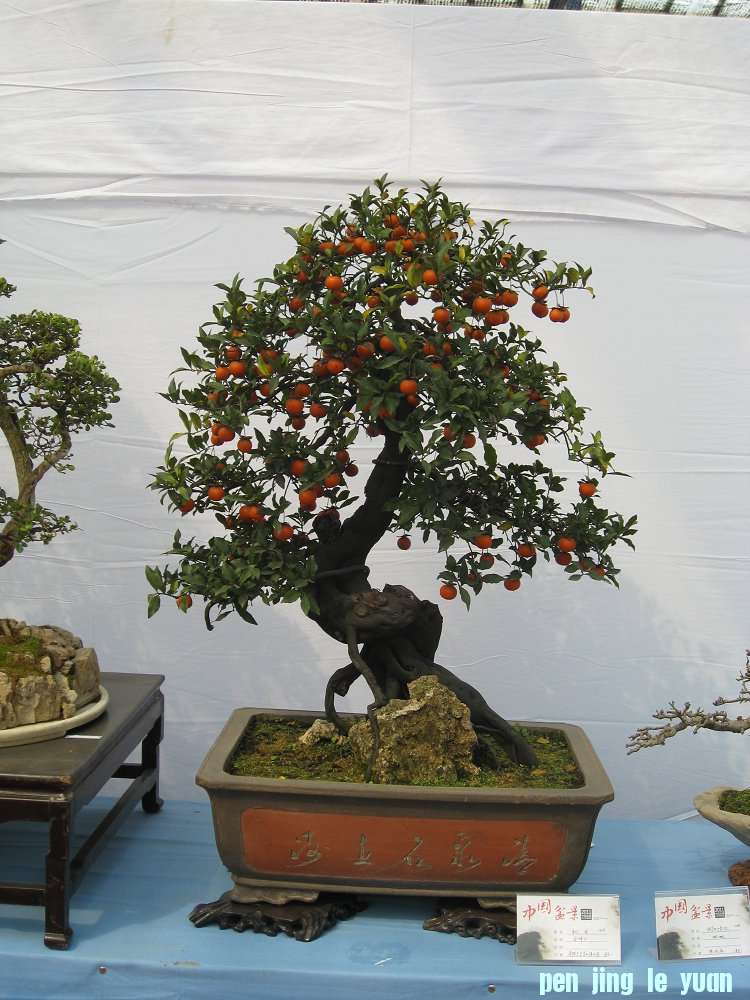 Ƭ 085.jpg