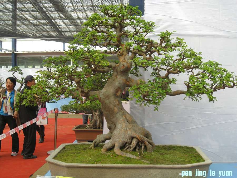 Ƭ 093.jpg