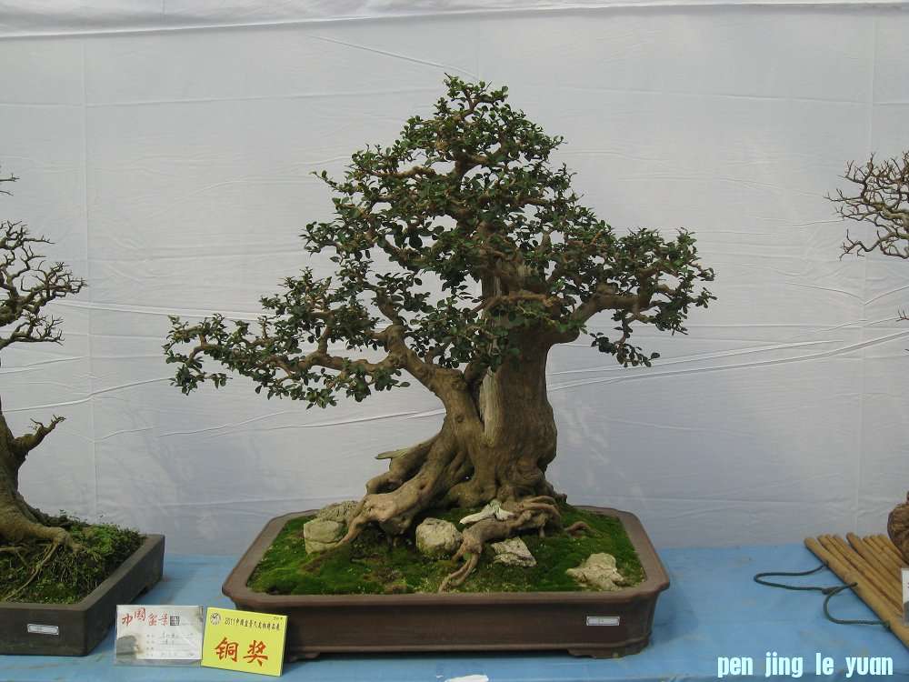 Ƭ 095.jpg