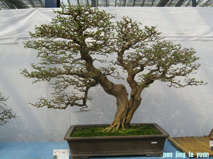 Ƭ 098.jpg