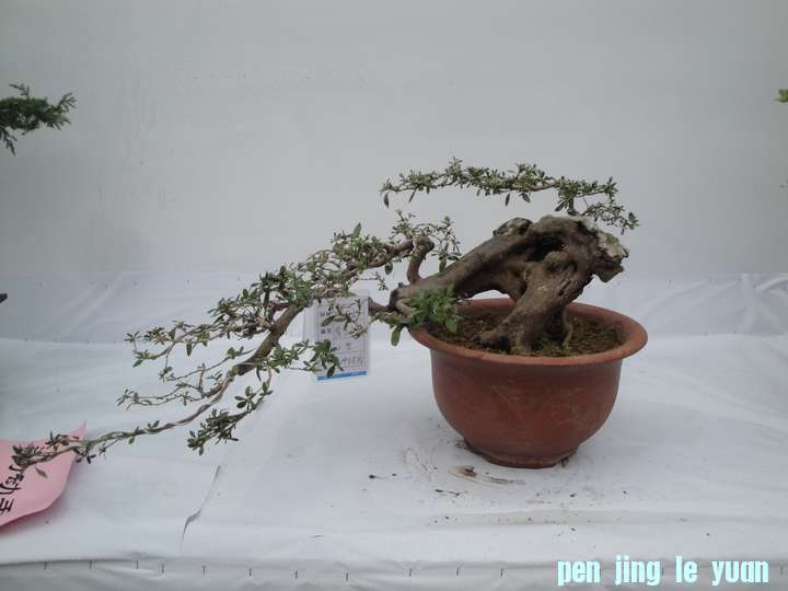 DSC07502.JPG
