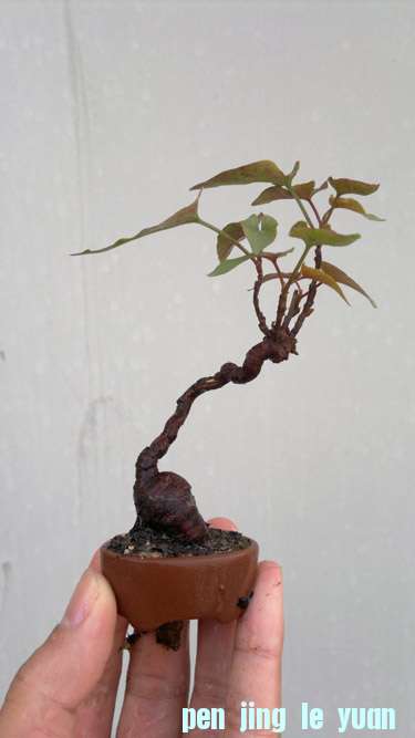 20111030415.jpg