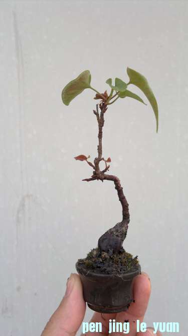 20111030416.jpg