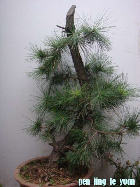 DSC06398.JPG